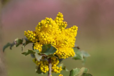 Güzel şeftali bahçesi. Ağaçlarda pembe çiçekler var. Ağaçların arasında yeşil çimen var. Gökyüzü mavi.