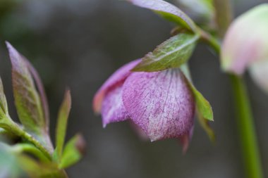 Çayırda bahar renkli bir çiçek. Süper Bokeh.