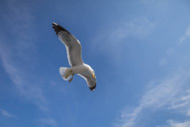 Martı - Larus marinus kanatlarını açıp havada uçar. Mavi gökyüzü. Arka plandaki liman..