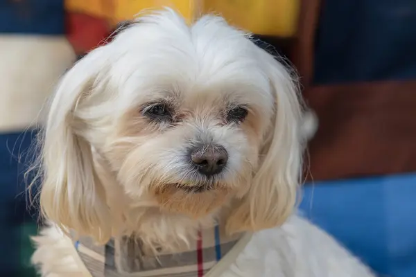 Schöner Kleiner Weißer Maltesischer Hund Porträt Eines Hundes — Stockfoto