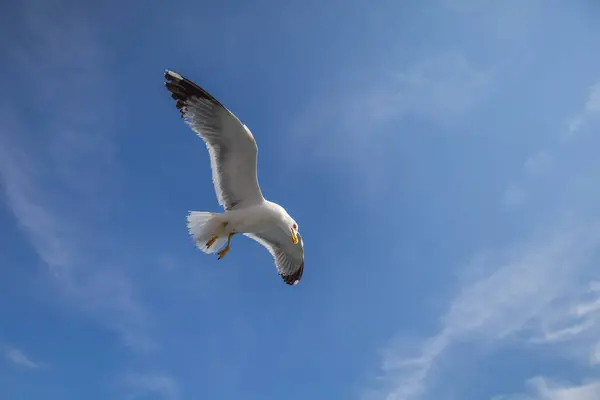 Möwe Larus Marinus Fliegt Mit Ausgestreckten Flügeln Durch Die Luft — Stockfoto