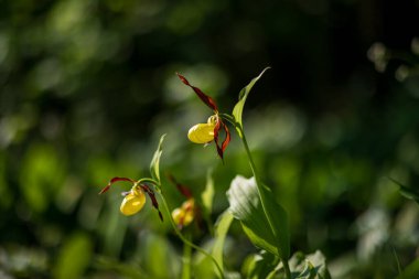Cypripedium calceolus - terlik - lahana otunda güzel sarı çiçek. Vahşi doğanın fotoğrafı..