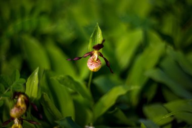Cypripedium calceolus - terlik - lahana otunda güzel sarı çiçek. Vahşi doğanın fotoğrafı..