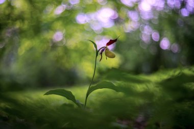Cypripedium calceolus - terlik - lahana otunda güzel sarı çiçek. Vahşi doğanın fotoğrafı..