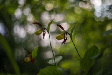 Cypripedium calceolus - terlik - lahana otunda güzel sarı çiçek. Vahşi doğanın fotoğrafı..