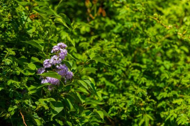 Süslü leylak - Şırınga kabuğu - Yeşil yapraklı mavi-menekşe çiçekleri.