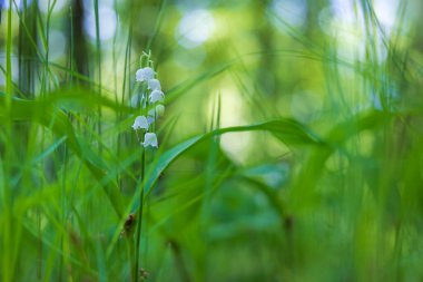 Lily of the valley - white flower with green leaves in the forest. Nice bokeh. clipart