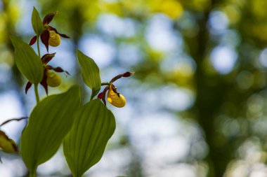 Terlik Orkidesi - Cypripedium kalseolus güzel sarı çiçek yeşil arka planda güzel bokeh ile. Vahşi foto..