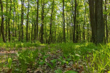 İçinde zambakların yetiştiği yaprak döken orman..
