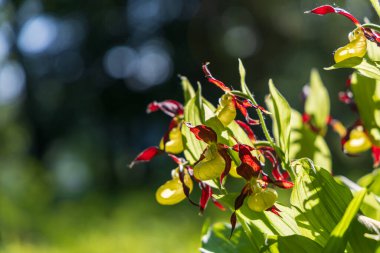 Terlik Orkidesi - Cypripedium kalseolus güzel sarı çiçek yeşil arka planda güzel bokeh ile. Vahşi foto..