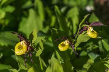 Terlik Orkidesi - Cypripedium kalseolus güzel sarı çiçek yeşil arka planda güzel bokeh ile. Vahşi foto..