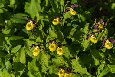 Terlik Orkidesi - Cypripedium kalseolus güzel sarı çiçek yeşil arka planda güzel bokeh ile. Vahşi foto..