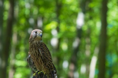 Yeşil yaprak döken bir ormanda Kestrel (Falco tinnunculus). Kerkenez şahin rehberliğinde..