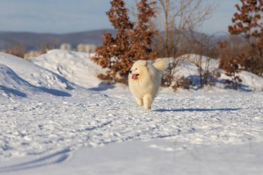 Samoyed - Samoyed güzel cins Sibirya beyaz köpeği. Köpek çalıların yanında karlı bir yolda duruyor ve dili dışarı çıkıyor..