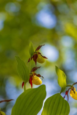 Terlik Orkidesi - Cypripedium kalseolus güzel sarı çiçek yeşil arka planda güzel bokeh ile. Vahşi foto..