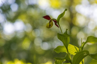 Terlik Orkidesi - Cypripedium kalseolus güzel sarı çiçek yeşil arka planda güzel bokeh ile. Vahşi foto..