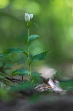 Güzel vahşi orkide, beyaz okrotice, çayırdaki sefalanthera damasonium. Arka planda güzel bokeh var..