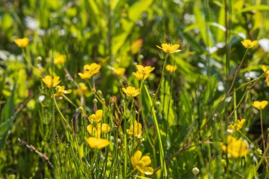 Yellow Blatouch - Caltha palustris flower with green leaves in the meadow. clipart