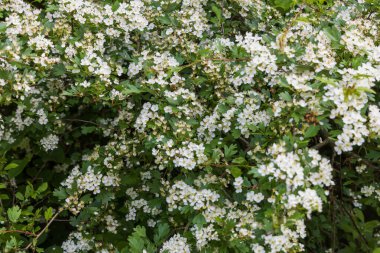 Vahşi doğada beyaz yabani gül çiçekleri.