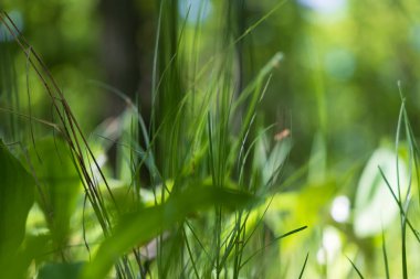 Vadi zambağı. Ormanda yeşil yapraklı beyaz çiçek. Güzel şaka..