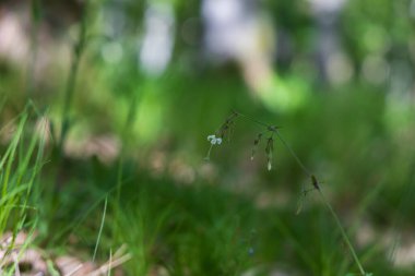 Vadi zambağı. Ormanda yeşil yapraklı beyaz çiçek. Güzel şaka..
