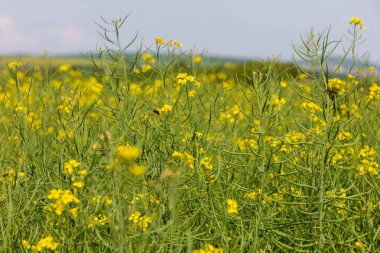 Sarı tarla çiçeği Brassica Napus tarlada.