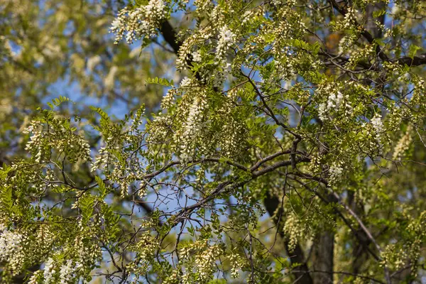 Akasya ağacının beyaz çiçekleri. Mavi gökyüzünün arka planında.