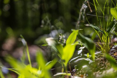 Vadi zambağı. Ormanda yeşil yapraklı beyaz çiçek. Güzel şaka..