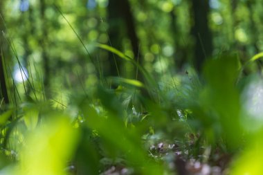 Vadi zambağı. Ormanda yeşil yapraklı beyaz çiçek. Güzel şaka..