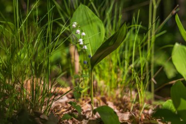 Vadi zambağı. Ormanda yeşil yapraklı beyaz çiçek. Güzel şaka..