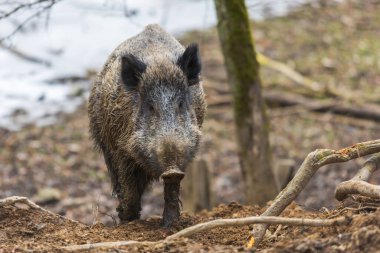 Yaban domuzu - Sus scrofa - ormanda ve doğal ortamında. Vahşi doğanın fotoğrafı..
