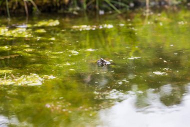 Göletin yüzeyindeki kurbağa. Kurbağa kafasının yakın plan portresi Bufo Bufo. Büyük gözler, yüzeydeki yansıma ve güzel bokeh görülebilir..