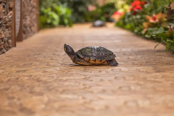 stock image A large turtle with a shell. The turtle has a body outside the shell. Magnificent tortoise (Trachemys scripta)