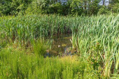 Bir göletli bahar manzarası. Sazlıklar gölde büyür..