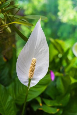 Spatthiphyllum - yeşil yapraklı güzel beyaz çiçek.