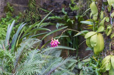 Güzel renkli orkide çiçeği. Güzel bir fotograf.