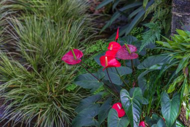 Çevresi yeşil yapraklarla çevrili kırmızı Anthurium ve güzel bokeh..
