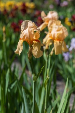 Çiçekli İris - Bahçede, renkli bir geçmişi var.