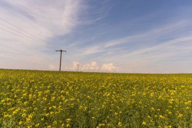 Bahar manzarası. Mavi gökyüzü ve beyaz bulutlu yeşil tarlalar ve çayırlar.