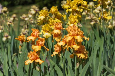 Çiçekli İris - Bahçede, renkli bir geçmişi var.