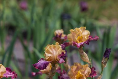 Çiçekli İris - Bahçede, renkli bir geçmişi var.