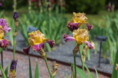 Çiçekli İris - Bahçede, renkli bir geçmişi var.