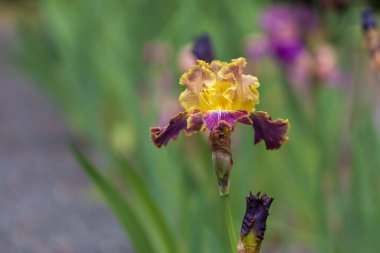 Çiçekli İris - Bahçede, renkli bir geçmişi var.