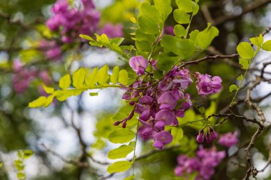 Çayırlarda açan renkli bahar çiçekleri.