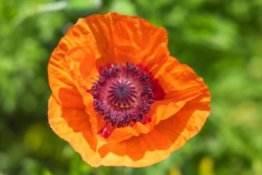 Çayırlarda açan renkli bahar çiçekleri.