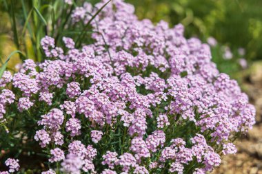 Çayırlarda açan renkli bahar çiçekleri.
