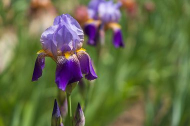 Çiçekli İris - Bahçede, renkli bir geçmişi var.