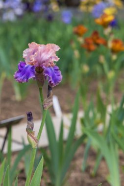 Çiçekli İris - Bahçede, renkli bir geçmişi var.