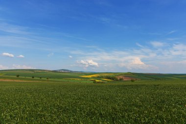 Avrupa 'daki Çek Cumhuriyeti' nde Moravya Toskana 'nın güzel, dalgalı bahar manzarası.