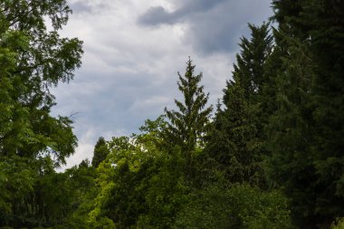 Genç filizleri olan kozalaklı ağaçlar. Mavi gökyüzünün arka planında.